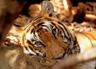 Il programma adozioni del WWF
